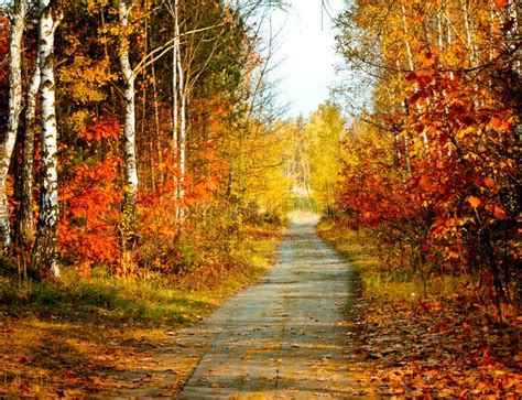 Finland: Autumn colors stock photo. Image of europe, dirt - 12166676