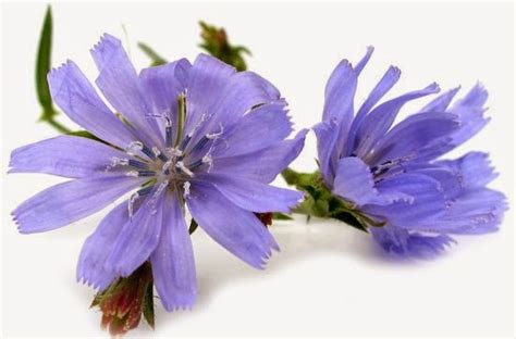 Chicory Plant Health Benefits | Healthy Fitness Tips