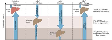 Regeneration In Acute On Chronic Liver Failure The Phantom Lost Its