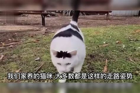 猫步强迫症，猫咪真的能用4条腿走出两个坑 猫咪 猫步