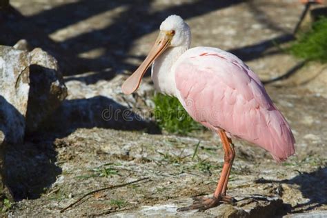 Roseate Spoonbill Momma and Chicks on Nest Stock Photo - Image of beak ...