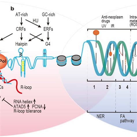 Causes Of The Dna Damage Response And Replication Stress Response The