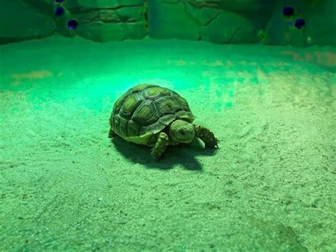 Premium Photo | The Land turtle in the tararrium Home pet shaying and ...