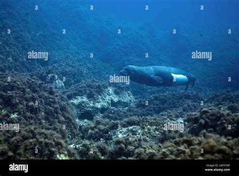 Mediterranean Monk Seal Hi Res Stock Photography And Images Alamy