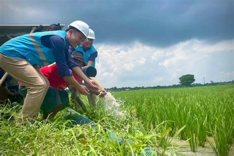 Berkat Electrifying Agriculture Pln Biaya Operasional Petani Di