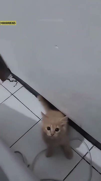 Cats Funny Moments 😸😸 Funnycat Funnycats Catsoftiktok Cattok