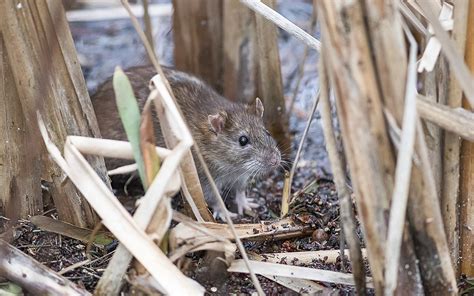 Comment Paris Lutte Contre Les Rats Ville De Paris