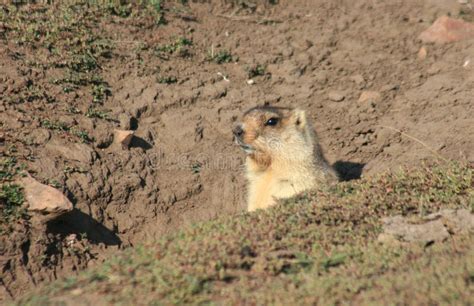 Cynomys (Prairie Dog),groundhog, Gopher Stock Image - Image: 21766563