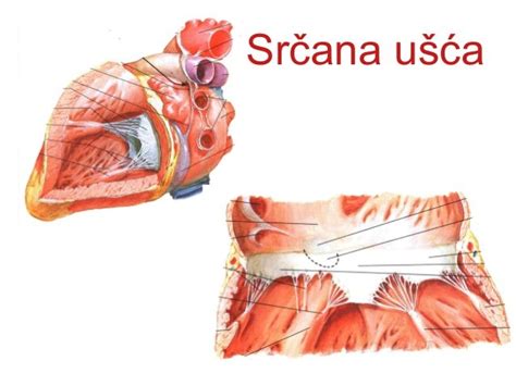 Anatomija Srca