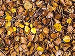 Silver Beech Tree Leaves And Leaf Litter On Forest Floor Lophozonia