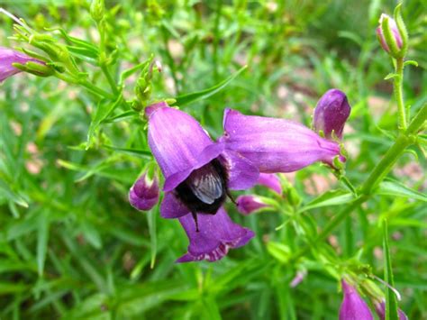 The Top 10 Flowers That Bloom All Year Pouted