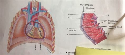 Pericardium And Layers Of The Heart Wall Diagram Quizlet