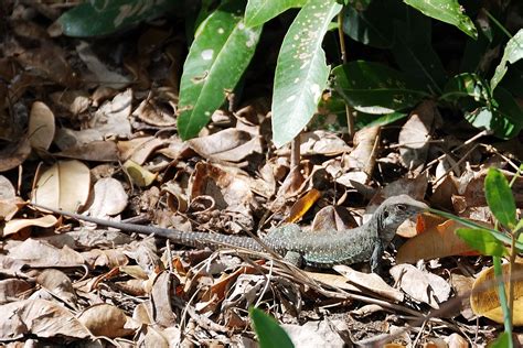 Galerie Photos Photographies Par Michel Andrieux Reptiles