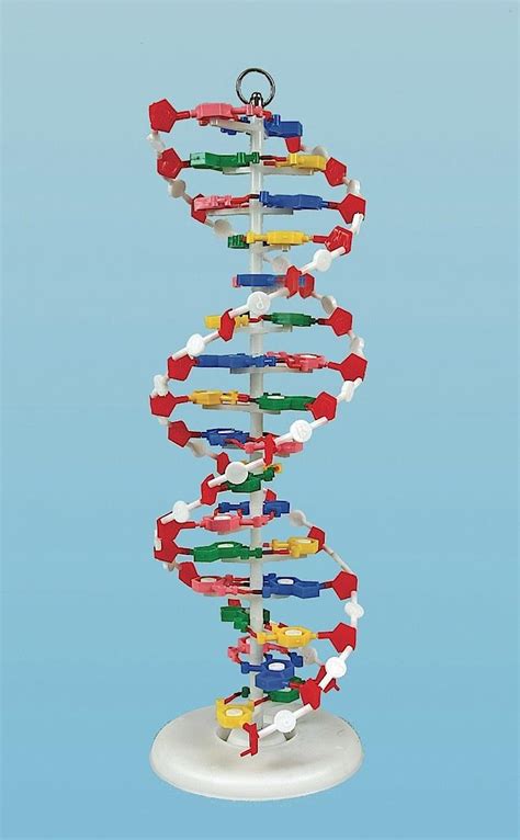 Dna Model United Scientific Supplies