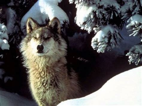 WOLF SPECIES - The Interior Alaskan Wolf