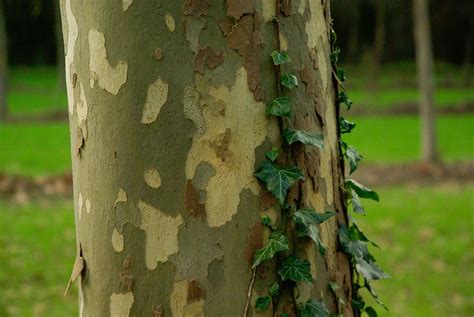 Plane Tree Bark Trunk · Free photo on Pixabay