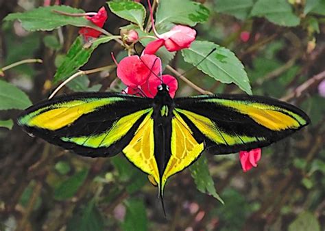 Subspecies Ornithoptera Paradisea Arfakensis Inaturalist