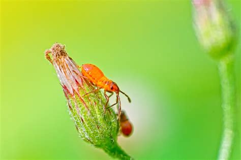 images flower insect bug fauna invertebrate close  india