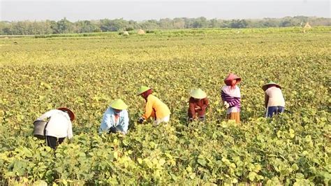 Kemarau Melanda Petani Di Blora Beralih Tanam Kacang Hijau