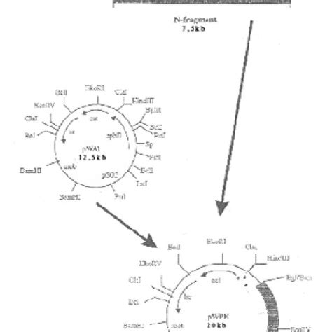 The Scheme Of Construction Of Recombinant Plasmid Pwpk Download