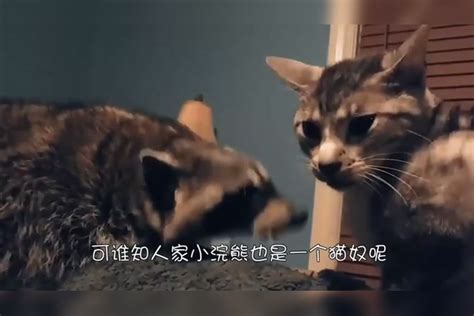 浣熊也是猫奴？千万别让它撸到猫，否则就像吃了炫迈！