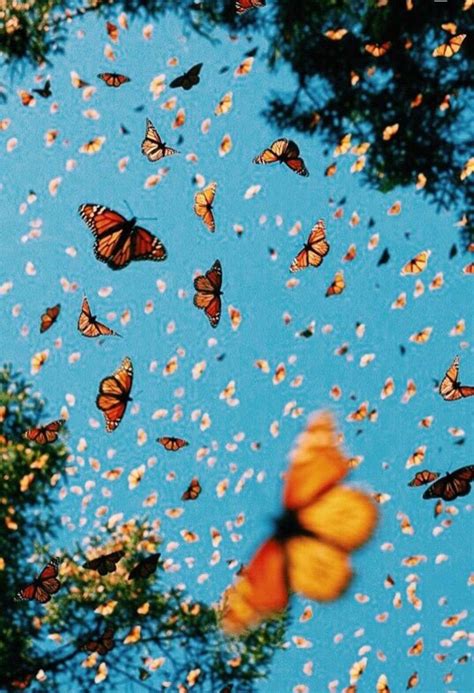 Iphone Aesthetic Butterfly Wallpaper Vsco at Justin Hill blog