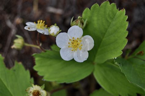 Discover Edible Herbs Wildflowers In Washington State