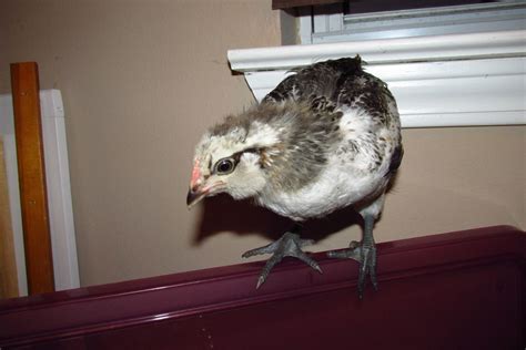 What Sex Are These 4 Week EE Old Chicks The Bottom 2 Pics Are The Same Chick BackYard