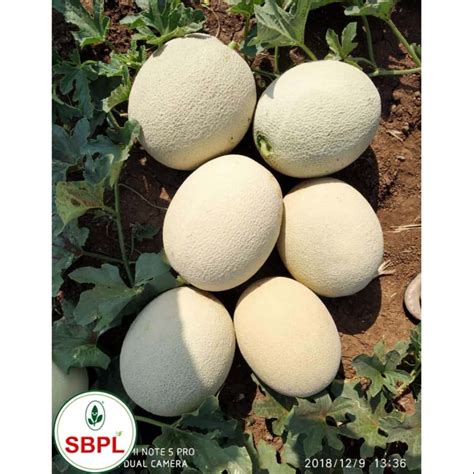 Kasturi F Hybrid Muskmelon For Agriculture Packaging Size Gm At