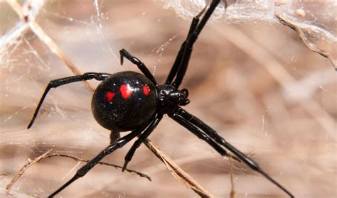 Un niño se hizo picar por una viuda negra para convertirse en Spider