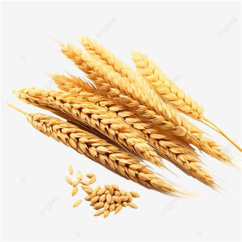 Ears Of Wheat Whole Grains For Making Bread Ear Wheat Grain PNG