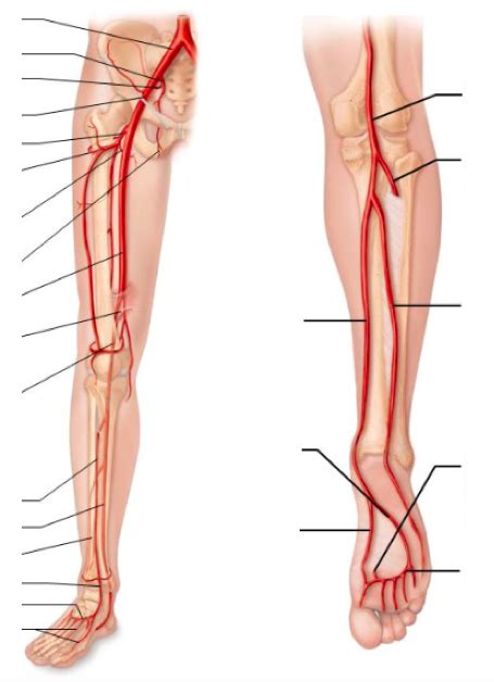 Arteries Of Pelvis And Lower Limb Diagram Quizlet