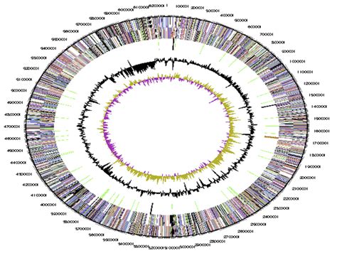 Graphical Circular Map Of The Chromosome From Outside To The Center