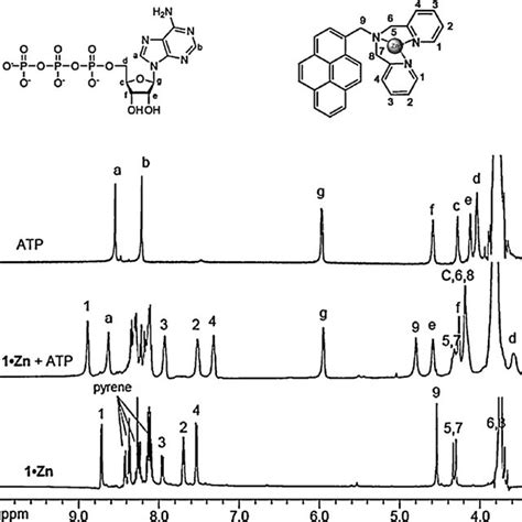 Partial H Nmr Spectra Of Zn Zn Atp Equiv And Atp In