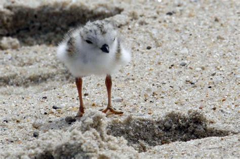 The Vineyard Gazette - Martha's Vineyard News | As Shorebirds Make ...