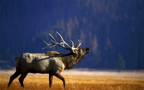 Bull Elk Wallpapers - Top Free Bull Elk Backgrounds - WallpaperAccess