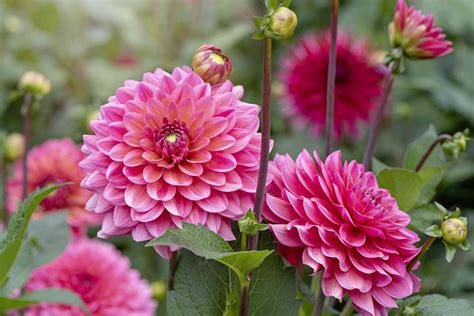 Are Dahlias Perennials Or Annuals What You Need To Know