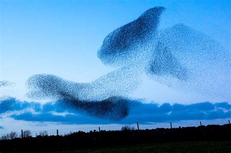 Murmurations Forever Murmuring | Sierra Club