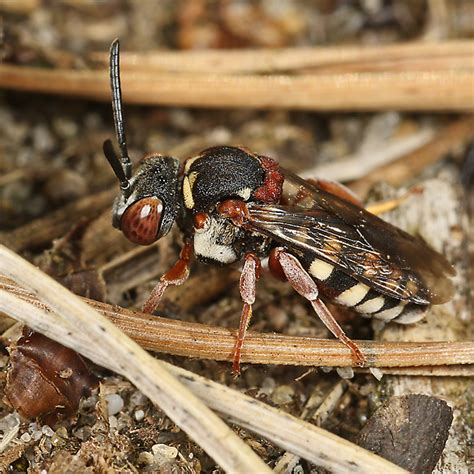 Kuckucksbienen Filzbiene Epeolus Cruciger