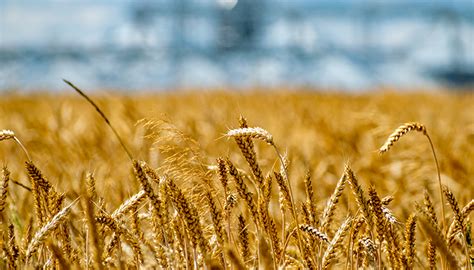 U S Wheat Stocks Raised 25 Million Bu On Lower Use McKeany Flavell