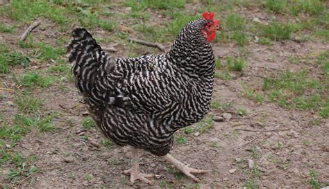 Bantam Chicken Breeds Chart