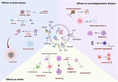 Schematic Illustration Of The Stem Cell Derived Evs Application In The