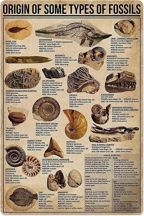 Origin Of Some Types Of Fossils Metal Tin Sign Vintage Fun World