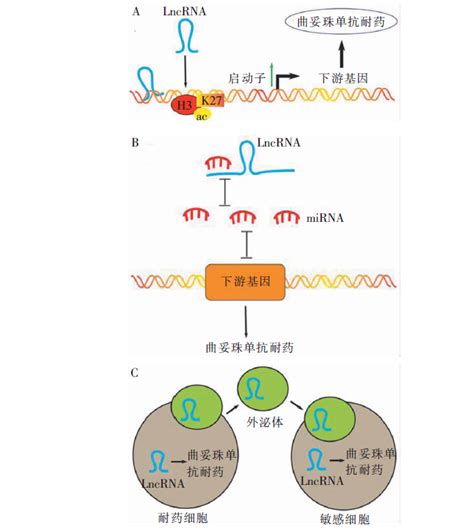 长链非编码rna与her2阳性乳腺癌曲妥珠单抗耐药研究进展