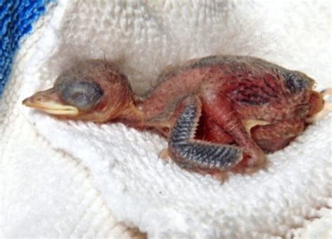 Help! I found a baby bird! - Wildlife Rescue Association of BC