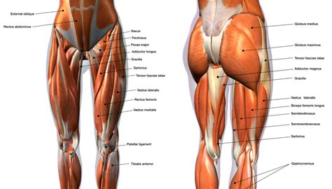 Exercises to Strengthen the Gluteus Medius for Hip and Back Pain.