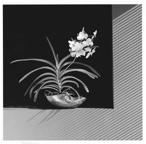 Mapplethorpe Flora The Complete Flowers By Phaidon The Eye Of Photography Magazine