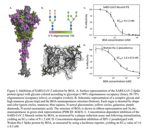 Sukuna on Twitter SARS CoV 2のS蛋白に結合している糖鎖を標的とした抗ウイルス薬が作れないかということでBOA