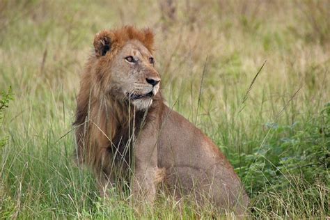 T Gige Private Murchison Falls National Park Safari Mit Mahlzeiten