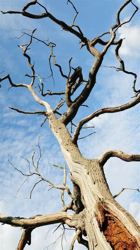 Dead Oak Tree Stock Image Image Of Ageing Branch Concept 15763491